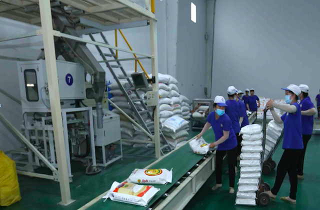 Giải pháp nào cho xuất khẩu gạo?