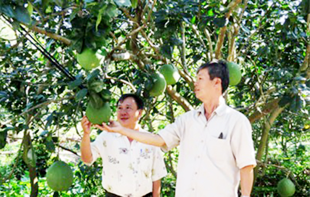 Trồng bưởi làm giàu trên đất ven đô