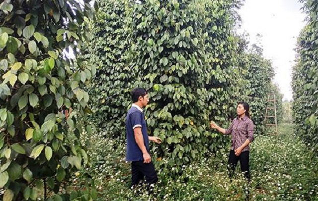 ‘Trái ngọt” từ trồng tiêu hữu cơ