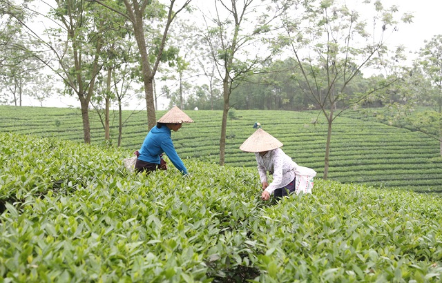 Phát triển HTX từ làng nghề để xây dựng nông thôn mới