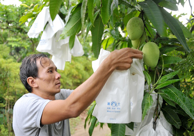 Xoài 'vượt biển' sang Mỹ nhờ sản xuất an toàn