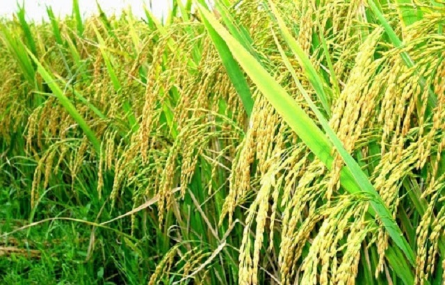 Trà Vinh Nhân rộng mô hình trồng lúa hữu cơ  Ảnh thời sự trong nước   Kinh tế  Thông tấn xã Việt Nam TTXVN