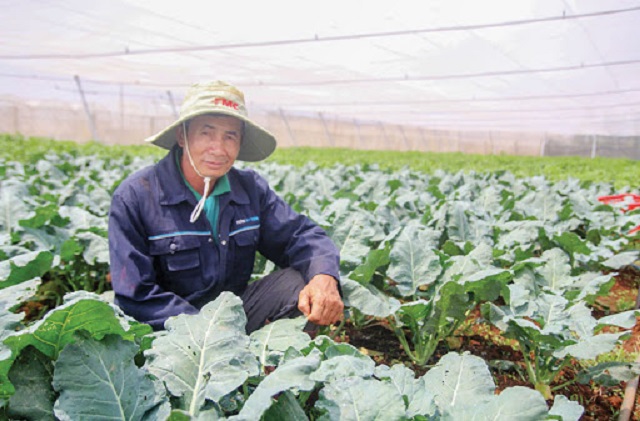 Hiệu quả trồng rau an toàn ở xứ rau