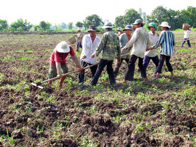 Mở cửa thị trường cho khoai lang Bình Tân