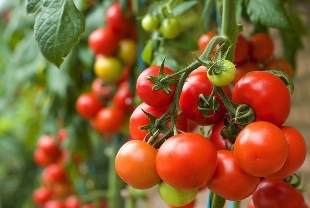 Khởi nghiệp với nông nghiệp xanh