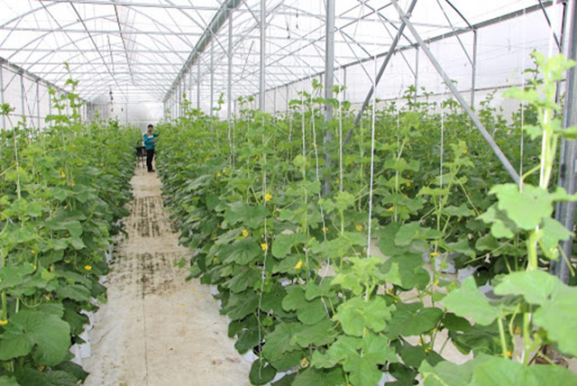 Thúc đẩy nông nghiệp hiện đại, tạo sinh kế cho nông dân