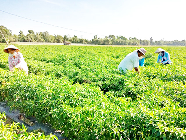 Lãnh đạo huyện thăm mô hình trồng ớt chỉ thiên tại xã Mỹ Phước