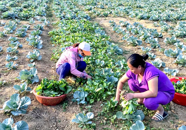 Mở hướng làm giàu cho người dân Khâu Tinh