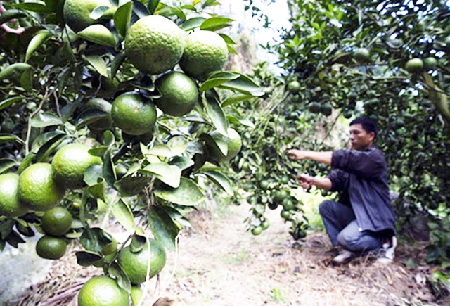 'Sống khỏe' nhờ cam sành organic