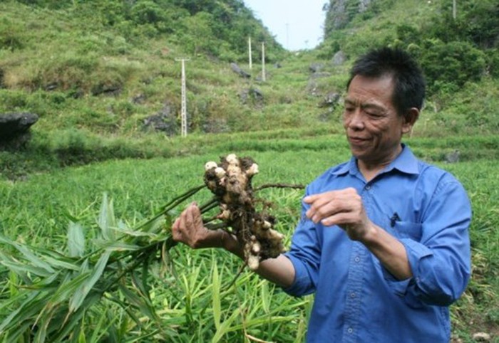 Tín hiệu vui trong xây dựng HTX nông nghiệp ở Cao Bằng