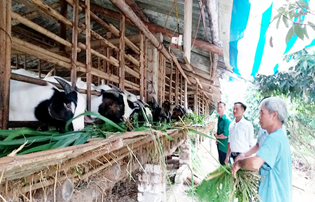 Nâng tầm thương hiệu dê núi Hồng Kỳ