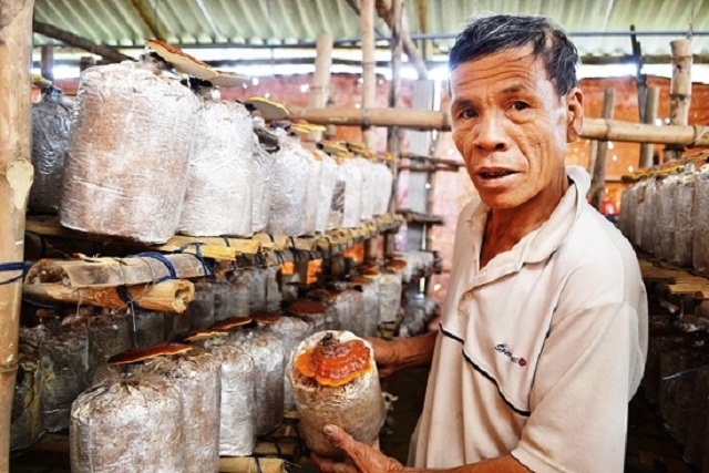 Trồng nấm đổi thay 'làng lò gạch'
