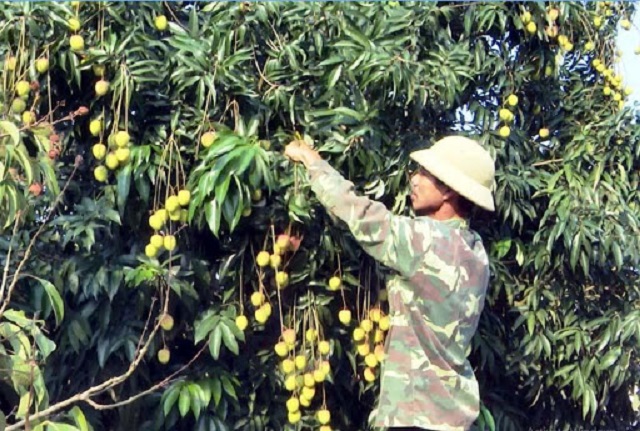 Làm giàu trên ‘đất nhãn’ nhờ trồng vải VietGAP