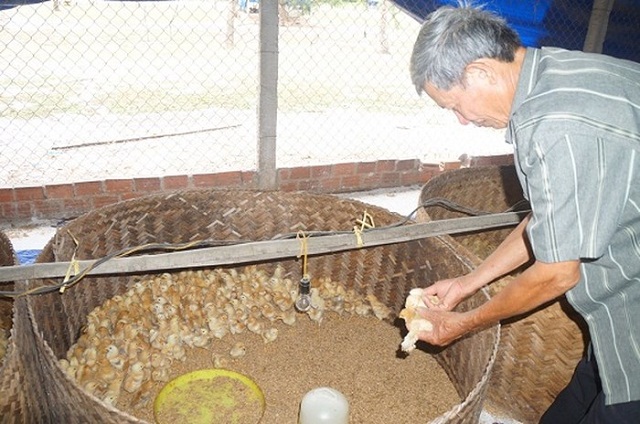 Chăn nuôi gà theo hướng VietGAP 'đẻ' tiền tỷ