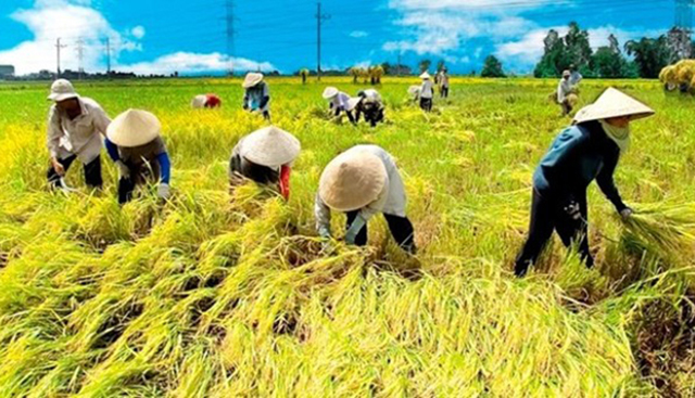 Xây dựng niềm tin trong liên kết sản xuất lúa gạo ở Hà Nam