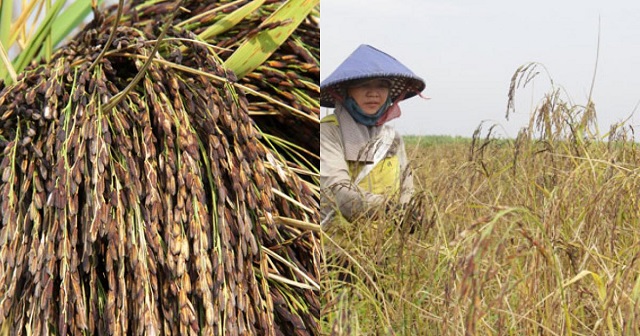 ‘Điểm sáng” trong xóa đói giảm nghèo với đặc sản lúa đen