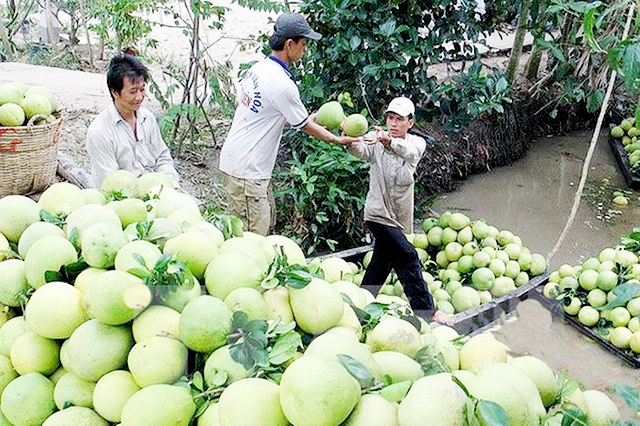 Đổi đời nhờ bưởi da xanh