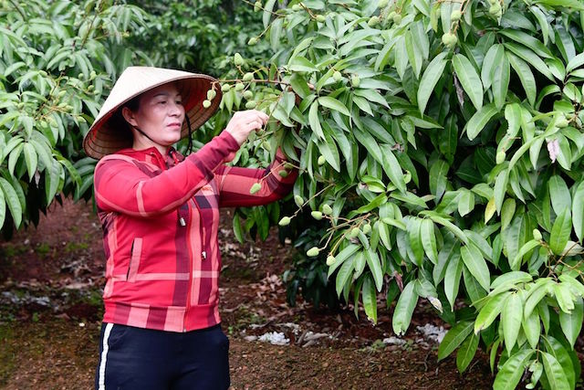 Xác định kịch bản xấu nhất là vải thiều không xuất khẩu được