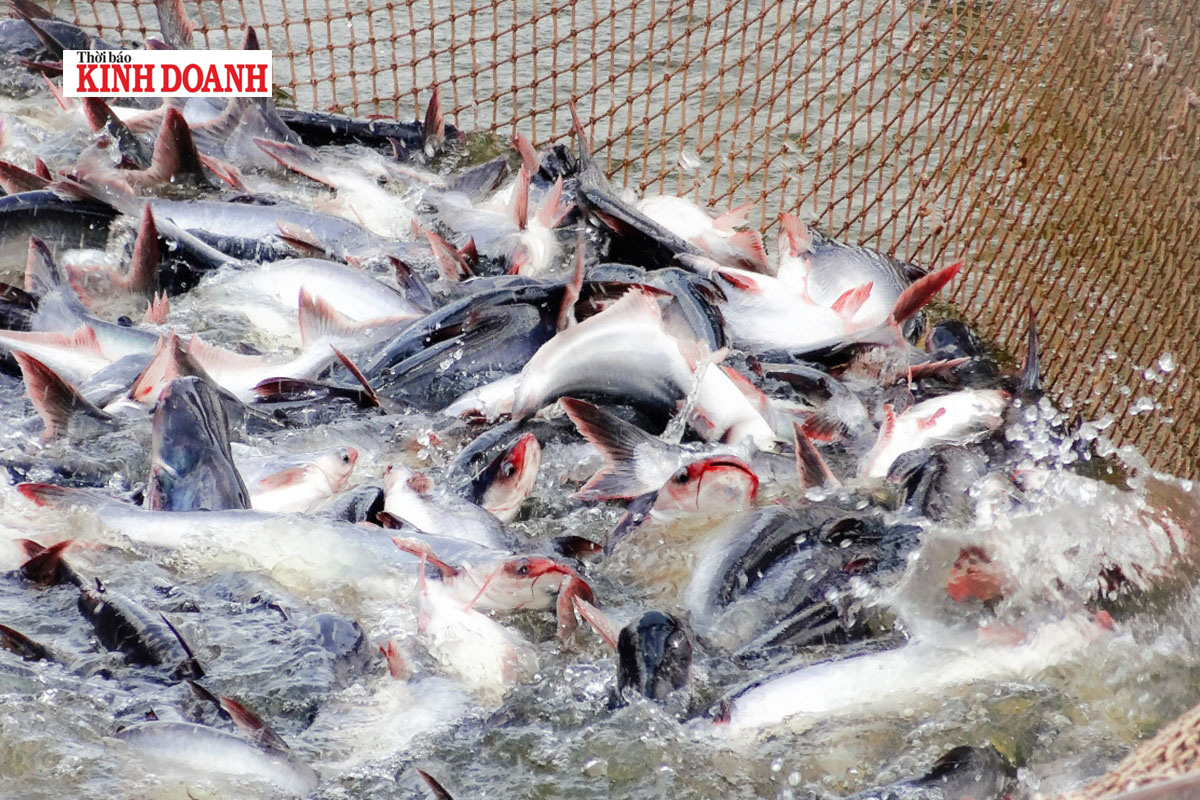 Tin vui cho doanh nghiệp xuất khẩu cá tra, basa thời hậu COVID-19