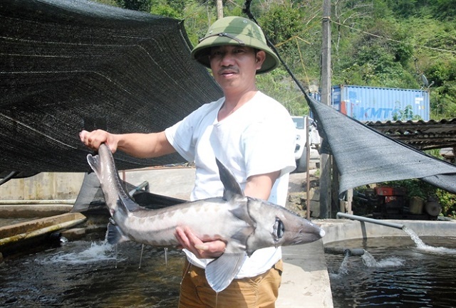 Ca-tam-thuong-pham-duoc-nuoi-t-9242-1719
