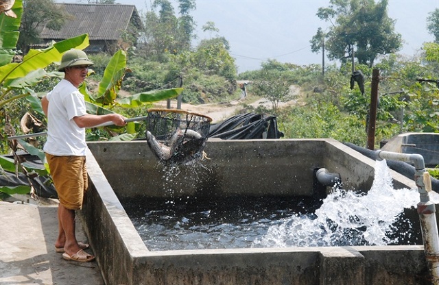 Nuôi cá nước lạnh mở hướng giảm nghèo cho người dân Bát Xát