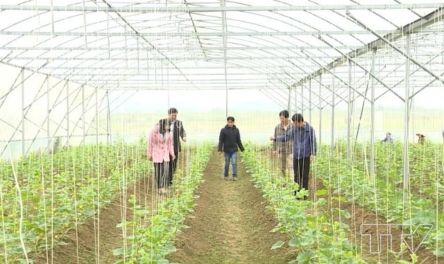 Hiệu quả HTX nông nghiệp tại Nam Định