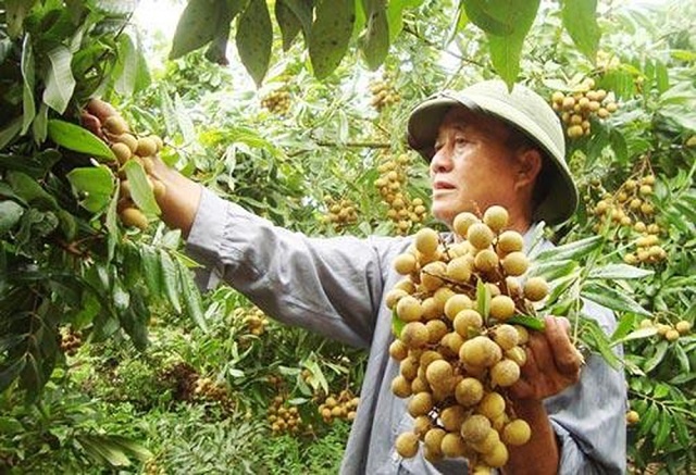 Nhan-chin-muon-Mien-Thiet-5526-158847326