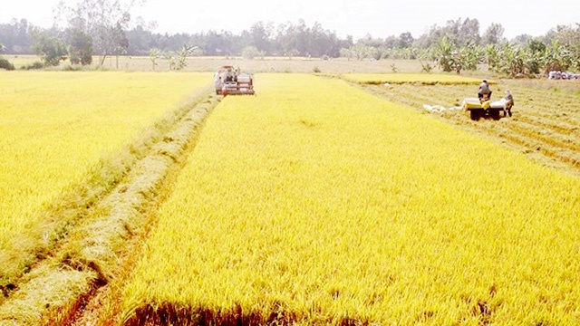 HTX-Vinh-Tien-dang-huong-den-m-3950-9752
