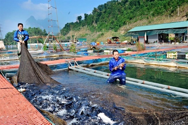 Nuoi-ca-theo-quy-trinh-VietGAP-4769-9621