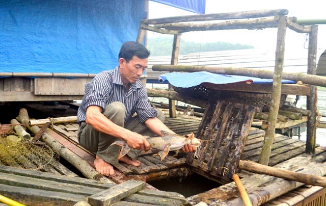 Nuôi cá đặc sản chú trọng môi trường