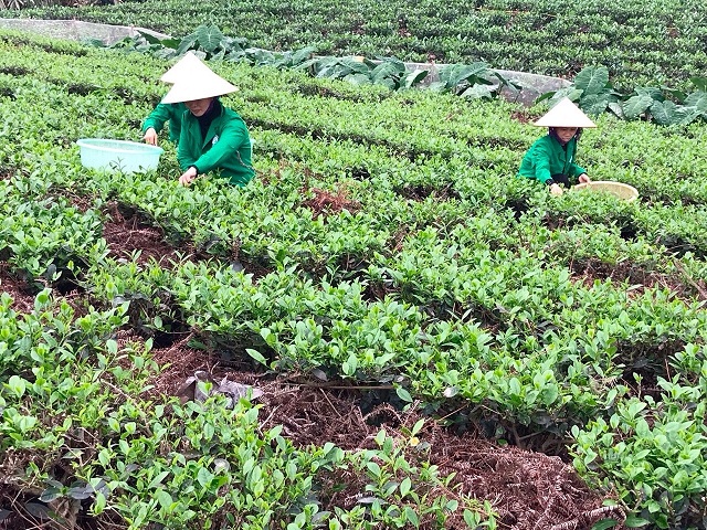 Xây dựng thương hiệu từ chất lượng chè sạch
