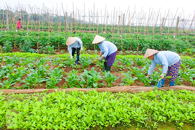 'Happy farm' vì một chữ tâm