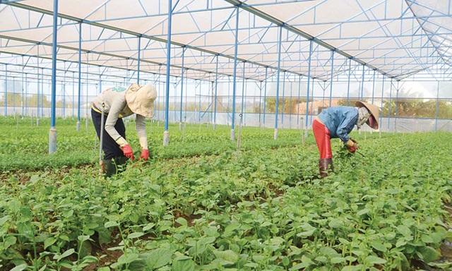 Yên Phú nâng tầm sản xuất trong xây dựng xã nông thôn mới nâng cao