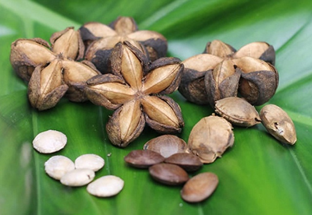 Triển vọng từ loại cây 'vua của các loại hạt'