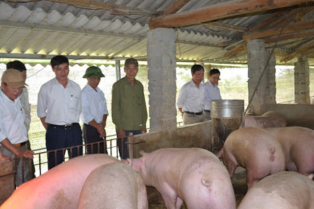 Chăn nuôi lợn và nguy cơ ăn mòn 'miếng bánh' 10 tỷ USD