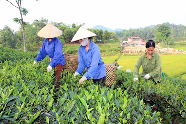 HTX bứt lên ở thủ phủ chè Thái Nguyên