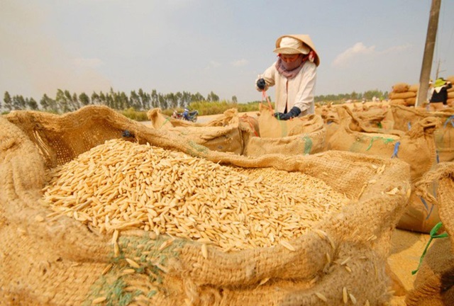 Giá lúa tăng nhẹ sau quyết định cho xuất khẩu gạo trở lại