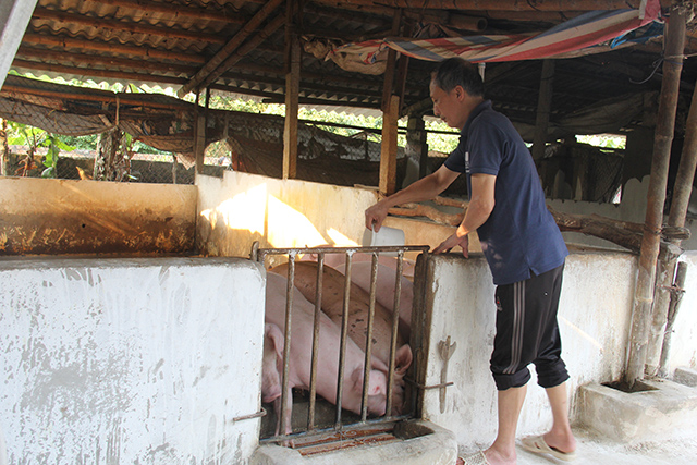 'Khắc khoải' tái đàn ở 'thủ phủ' nuôi lợn miền Bắc