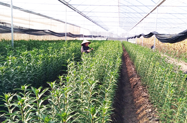 Dĩnh Trì thúc đẩy sản xuất nông sản sạch