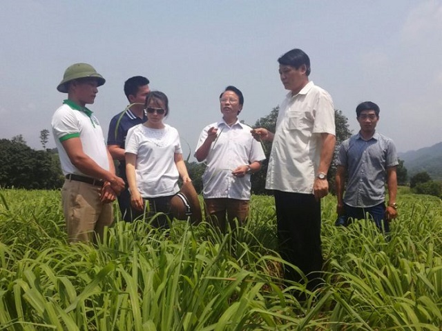 Liên kết trồng sả: Hướng giảm nghèo triển vọng ở Trạm Tấu