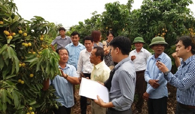 Vẫn gấp rút hoàn thành các thủ tục xuất khẩu lô vải thiều đầu tiên sang Nhật