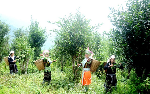 Trồng chè hữu cơ giúp nâng cao giá trị, bảo vệ môi trường