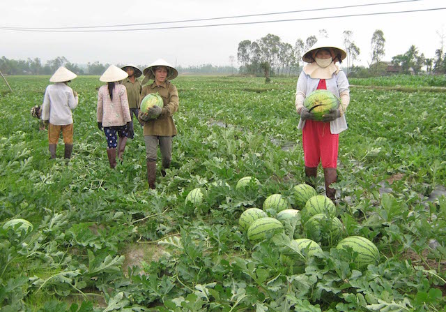 Liên minh HTX Thanh Hoá: Giúp đất hoang 'sinh tiền'