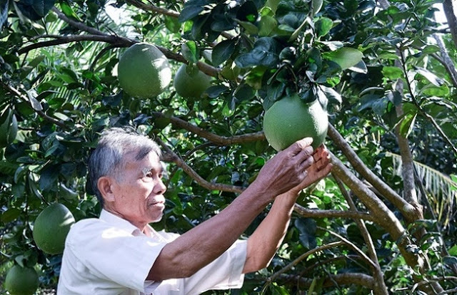Lão nông làm giàu từ cây bưởi da xanh