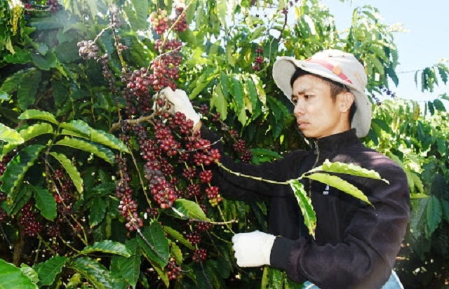 Thu-hoach-ca-phe-7389-1588877134.jpg