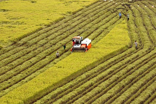 Đề xuất tiếp tục miễn thuế SDĐNN đến năm 2025