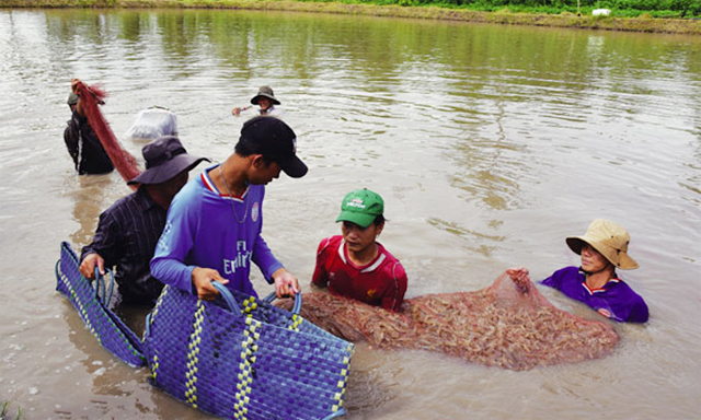 HTX thuỷ sản Cái Bát mở 'cánh cửa' mới cho nông hộ nuôi tôm