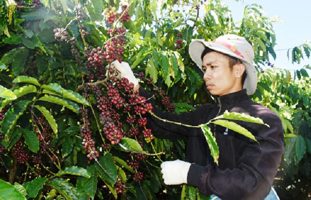Đăk Hà giảm nghèo bền vững từ mô hình kinh tế hợp tác