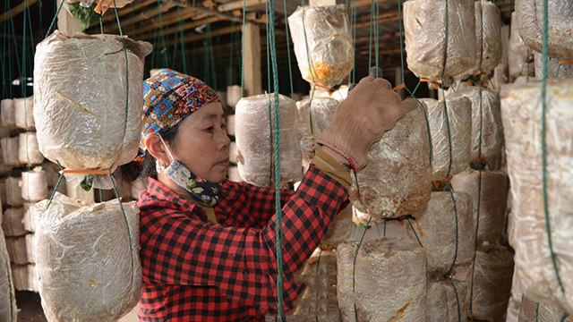 San-xuat-nam-linh-chi-sach-o-H-5720-5469