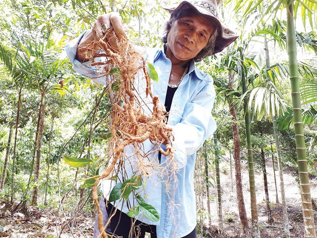 Xóa nghèo nhờ... cây 